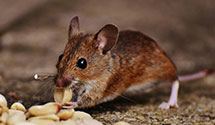 tree-injection-for-pest-control Experts in Feasterville